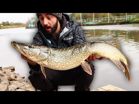 Pike Fishing on the River. The Pike are on the Feed! 🐊