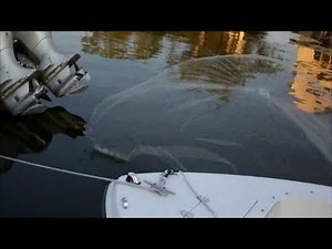 How to Throw a Cast Net for Pea Nut Bunker