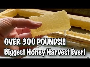 Honey Harvest 2023 ~ spring swarms, harvesting, extraction, bottling, and beeswax of whole season! 🍯