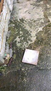 27K views · 317 reactions | Mambo on Reels | Facebook