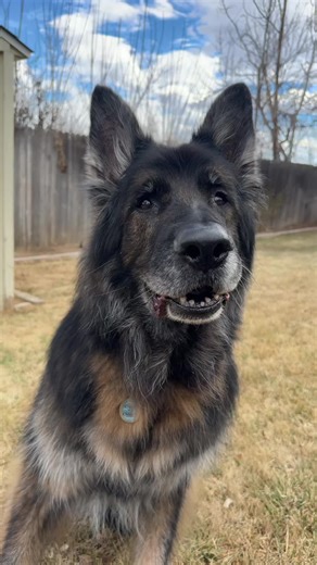 There’s a boy 🩵 named Apollo #gsd #germanshepherdsoftiktok #seniordog #rescuedog