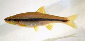 Yellowfin shiner - Alchetron, The Free Social Encyclopedia