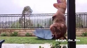 134K views · 2K reactions | This T-Rex found out just how difficult it is to use an umbrella with its short arms! (via Ralph The Rex) | Distractify | Facebook