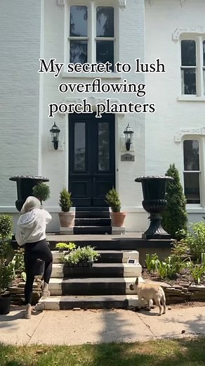 🪴Sharing my secrets for lush overflowing porch & patio planters! 🪴 I always start with either a tall green topiary or tree in the center. My absolute favorite is Eugenia Topiaries for the center. Here in Michigan they are not cold hardy so they wont last year to year outside and are treated more as an annual here. Also keep in mind these need warm temps at night so be careful not to plant too early (keep an eye on temps locally to you). They are so easy to care for and grow really fluffy and b
