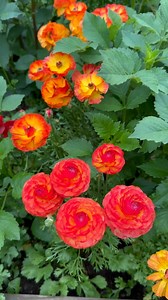 Ranunculus is in the lead for our favorite blooms this year. | Longfield Gardens