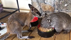 571K views · 2.6K reactions | Have you ever seen a wombat with a best friend?  The red-necked wallaby looks happy to share! 輦 Wombat and macropod carer Gordon McCoullough filmed this adorable video at their place near Lake Jindabyne, NSW. | ABC Sydney | Facebook