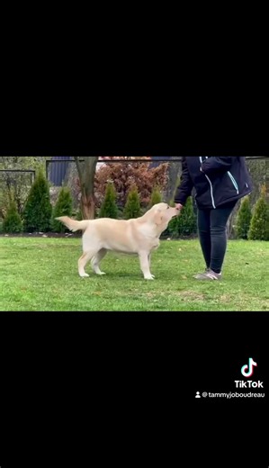 12K views · 1.6K reactions | Merry Christmas  to Me!  CH Maroma's Lemon Drop (CH Zinfndel Limoncello & CH Maroma's Dominique) INT.CH Dolenga's Charm Destiny (CH Erinhill Chase What Matter at Hyspire & INT.CH Delight de Soul Ginger's Gem) We are so excited to bring her to the Pines!!!  | Fairfax Pines Labrador Retrievers | Facebook