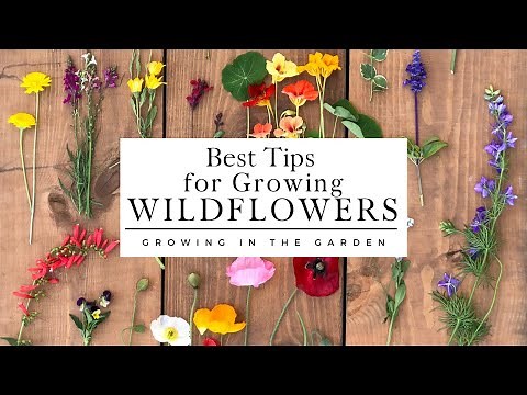 WILDFLOWERS: How to PLANT and GROW wildflowers that COME BACK YEAR after YEAR!