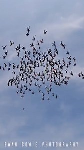World records are something else!🤯 Participating in this type of skydive requires impeccable coordination and timing from every single jumper. Just imagine the complexity of orchestrating 200 individuals to have a good jump all at the same time! 🪂 🏆200way HD world record attempt at Skydive Chicago 📹 Ewan Cowie Photography photography #BigWay #Sequentials #Skydiving #Parachuting | International Skydiving Commission