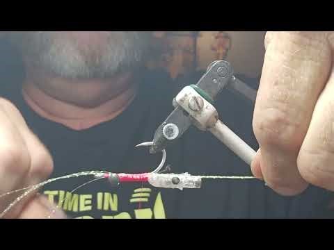 CT Rattling Bunny Shrimp