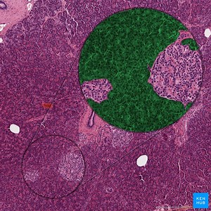 Páncreas (histología)