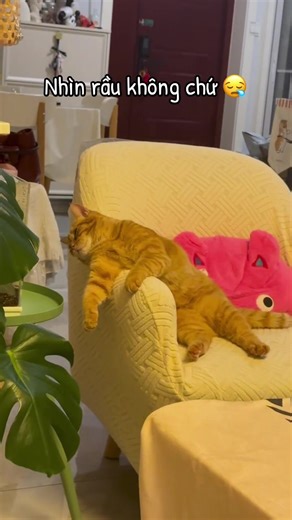 Chỉ ăn với đi 💩 thôi mà coi bộ rầu ha #catsoftiktok #j4f #xh