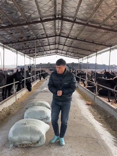 Funny Animal Sounds Prank on TikTok