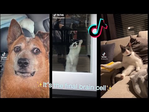 It’s The Final Brain Cell TikTok Compilaton (Try not to laugh) | animal edition