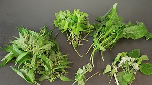 ntv Service - Diese vermeintlichen Unkräuter sind wahre Vitaminbomben