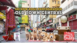 1M views · 3K shares | Meet the canine residents of the Old Town...
