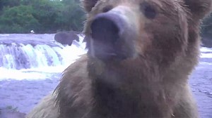 127K views · 1.8K shares | Bear #402 and her FOUR cubs get up close and personal! The #bearcam always amazes with memorable moments like these. Watch the brown bears of Katmai National Park & Preserve live from Alaska at explore.org/bears | explore.org | Facebook