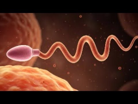 The Science of Sex & Reproduction: What Schools Never Taught You