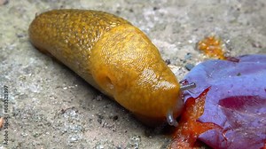 Limacus maculatus - A large yellow slug eats a fallen blue plum at night, Ukraine Stock Video