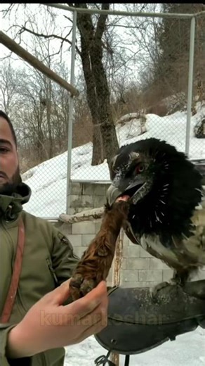 Powerful Golden Eagle Close-Up Feeding !!!