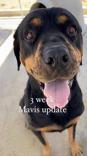 Happy three weeks to Mavis! We rescued this adorable girl from Lancaster County Shelter earlier this month. She had been in and out of the shelter system over the last year and her weight was a big concern for us, when we saw her plea go out we were happy to be able to step in. We are thrilled to report she is getting healthier and happier each day. She has made amazing progress and her overall demeanor shows us that she’s thriving in a healthy stable environment even know it’s only been 3 weeks
