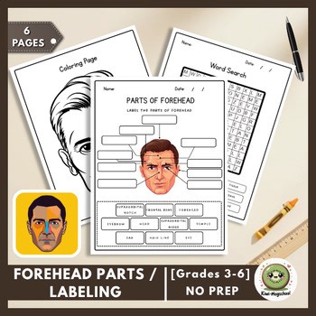 Anatomy of the Forehead | Facial Structure | Labeling & Science Activity