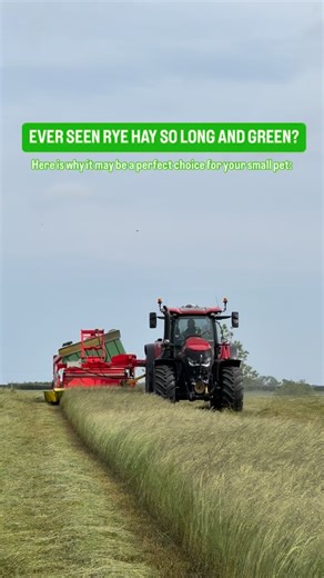 1.9K views · 12 reactions | Sweet, gorgeously green and full of...