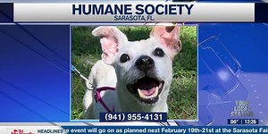 Pet of the Week - Mary From Humane Society Of Sarasota