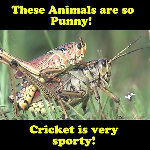 We're feeling punny today. Excuse us plis. | Being Indian