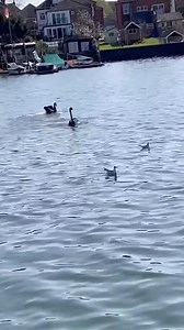 1.3M views · 10K reactions | "From stray to stay." #cat #cute #catvideos #catlovers #catviral #funnycats #dogs #funnydogs #funny #funnyvideos #funnymoments #viral #viralvideo #fyp  | San Rafael NHS | Facebook