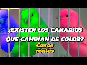 ¿EXISTEN LOS CANARIOS QUE CAMBIAN DE COLOR? Vamos a ver varios ejemplos interesantes