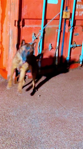 Canine Protection (@canine_protection_uk)’s videos with original sound - AKOBIR🇺🇿