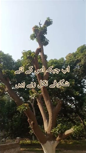 Graphing of a big tree.