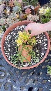 14K views · 185 reactions | Let’s make a succulent pot in a pot design  | Unique Succulent Designs | Facebook