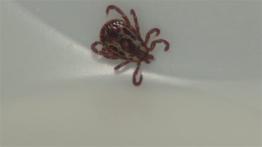 Ticks named 2025 Pest of the Year as ER visits surge