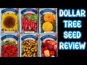 AMERICAN SEED COMPANY: reviewing 6 seed varieties from DOLLAR TREE for CHEAP GARDENING.
