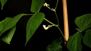 Time-lapse Green Beans Growing Over Black Stock Footage Video (100% Royalty-free) 9924005 | Shutterstock