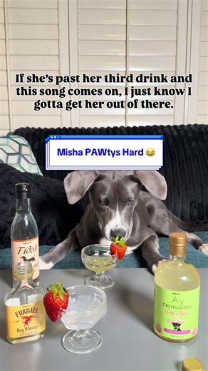 Misha likes to PAWty hard with Yappy Hour 🐶😂🍻 Thanks IG @floridagirlmisha #pawty #yappyhour #dogpawty #dogbooze #dogparty