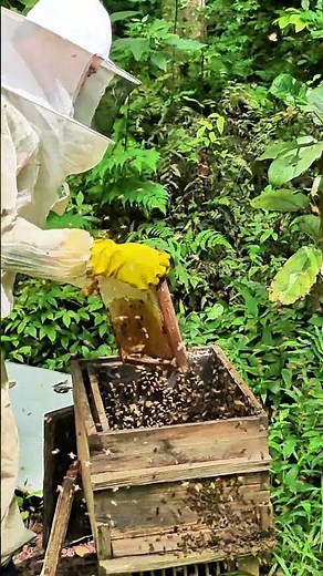 Standardized propolis collection procedure