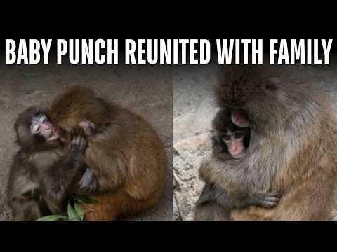 Viral Baby Monkey Punch Gets Finally Accepted By Her Family With A Hug