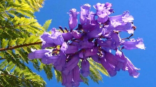 JACARANDÁ ÁRBOL: CARACTERÍSTICAS, PLANTACIÓN, Y CUIDADOS