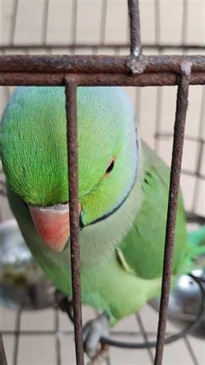 The Most Talkative Parrot in the World