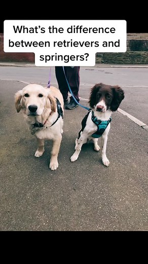 Retriever vs. Springer: A Puppies Showdown