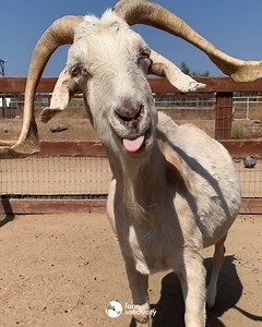 Senior goat Randy is an enthusiastic cud-chewer. ⁣ Chew on, Randy. Chew on. 💚 | Farm Sanctuary
