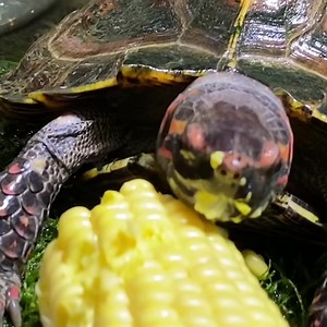 9K reactions · 1.4K shares | Moment of appreciation for our corn-loving spiny turtle (Heosemys spinosa) and her little messy face on #WorldTurtleDay. | California Academy of Sciences | Facebook