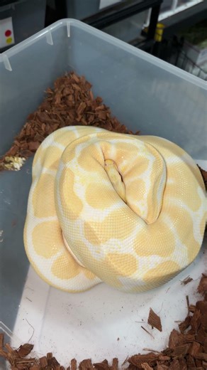 Sunset X Albino Ball Python!