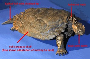 Proganochelys - Alchetron, The Free Social Encyclopedia