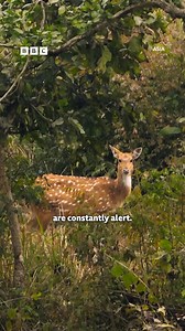 1.2M views · 19K reactions | These are the only family vloggers I’m watching Bengal tiger cubs play together, and take a bath in the river, while mum hunts the nearby spotted Chital deer to feed her family. #Asia #DavidAttenborough #Tigers #Nature #Throwback | BBC One | Facebook