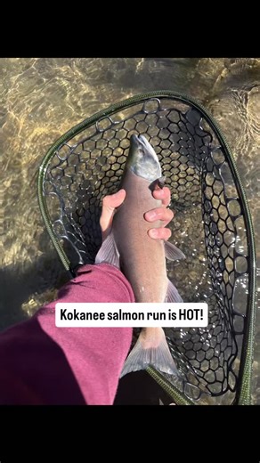 The salmon are running and turning bright red in their upstream journey to the Roaring Judy fish hatchery. Come see one of the coolest nature shows in Colorado! We've got your cabin with private Taylor River access and your expert guides! #salmonrun #almontcolorado #coloradooutdoors #kokaneesalmon #fallincolorado | Three Rivers Resort
