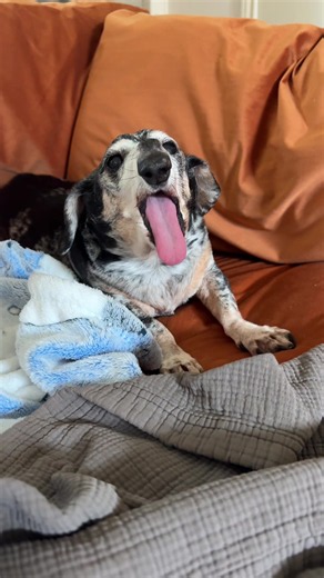 Mister Ernie the Dachshund Enjoys a Long Nap